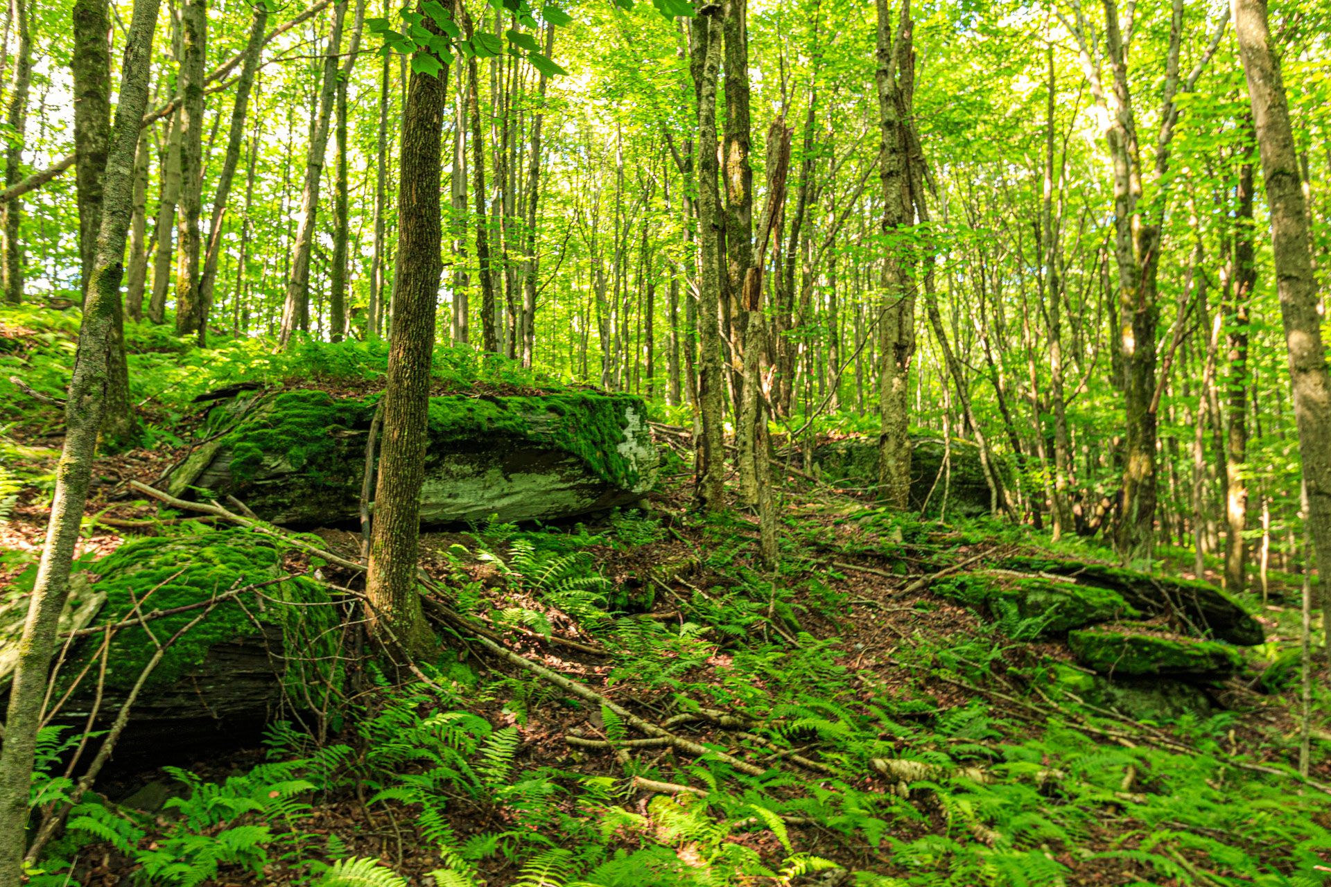 Sunlit hardwood forest on the property
